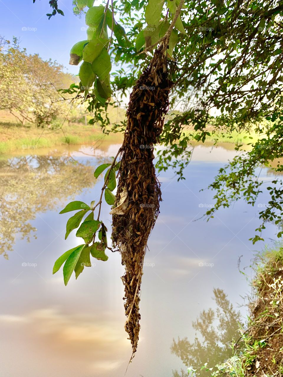 A Spider house on the wood - A big house on the florest 