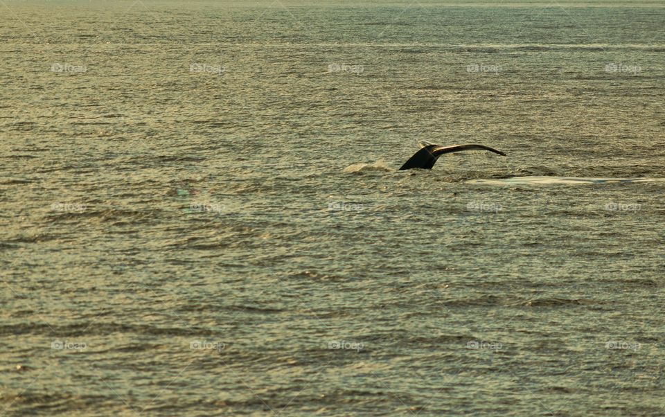 Humpback Whale Tail Emerging From The Ocean