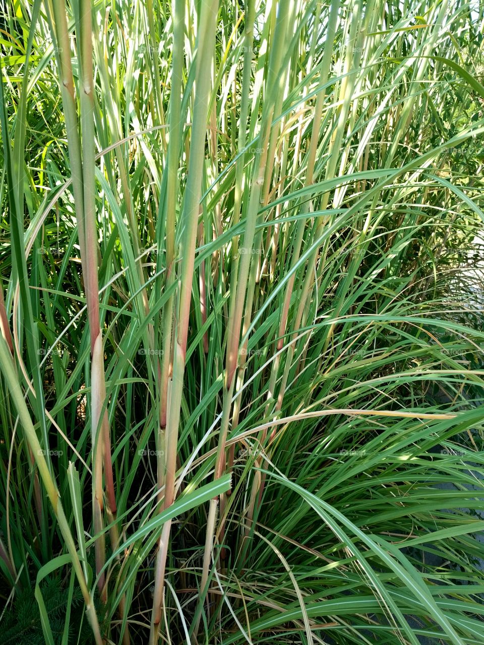 Tall Ornamental Grass