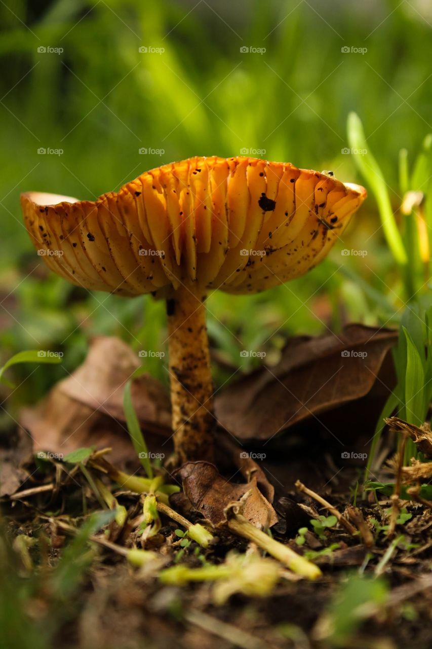 Mushroom with a ray of sunshine