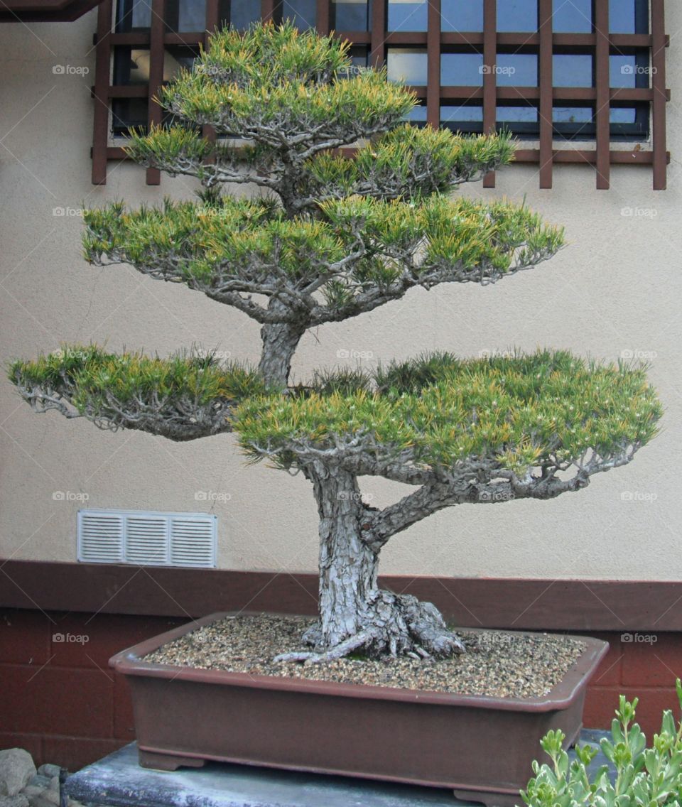 bonsai