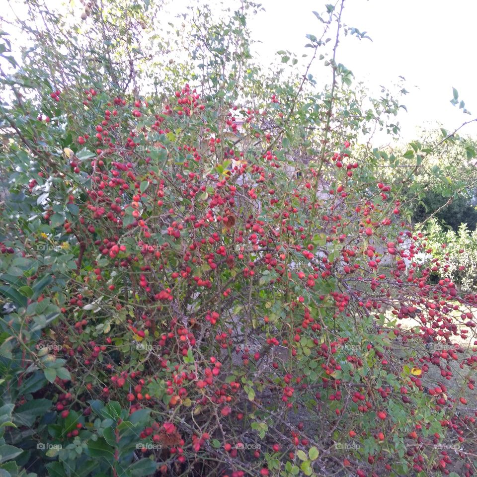 fruits of the wild rose