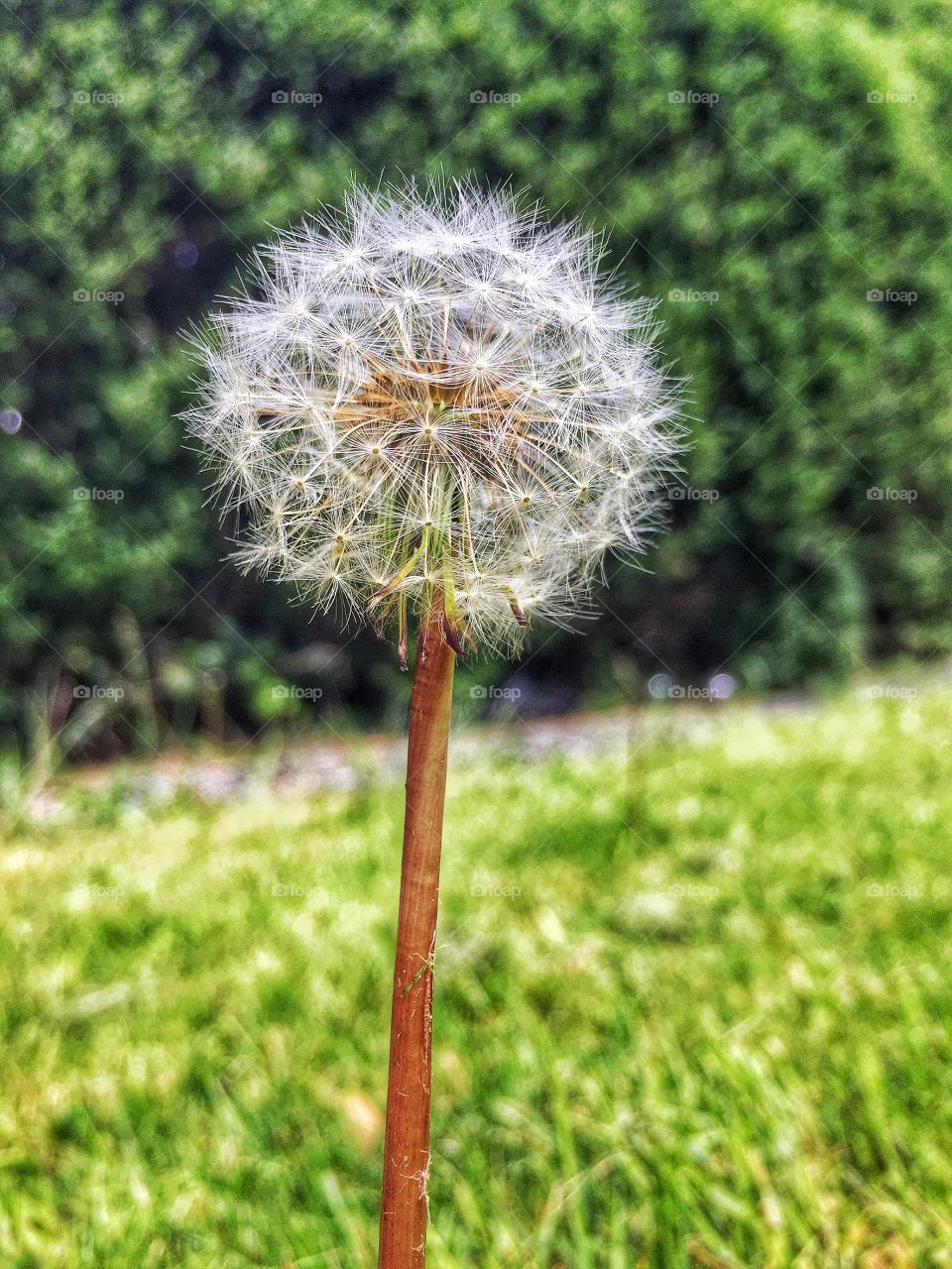 Close-up of dandelion