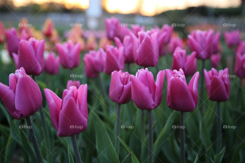 Tulips in the park