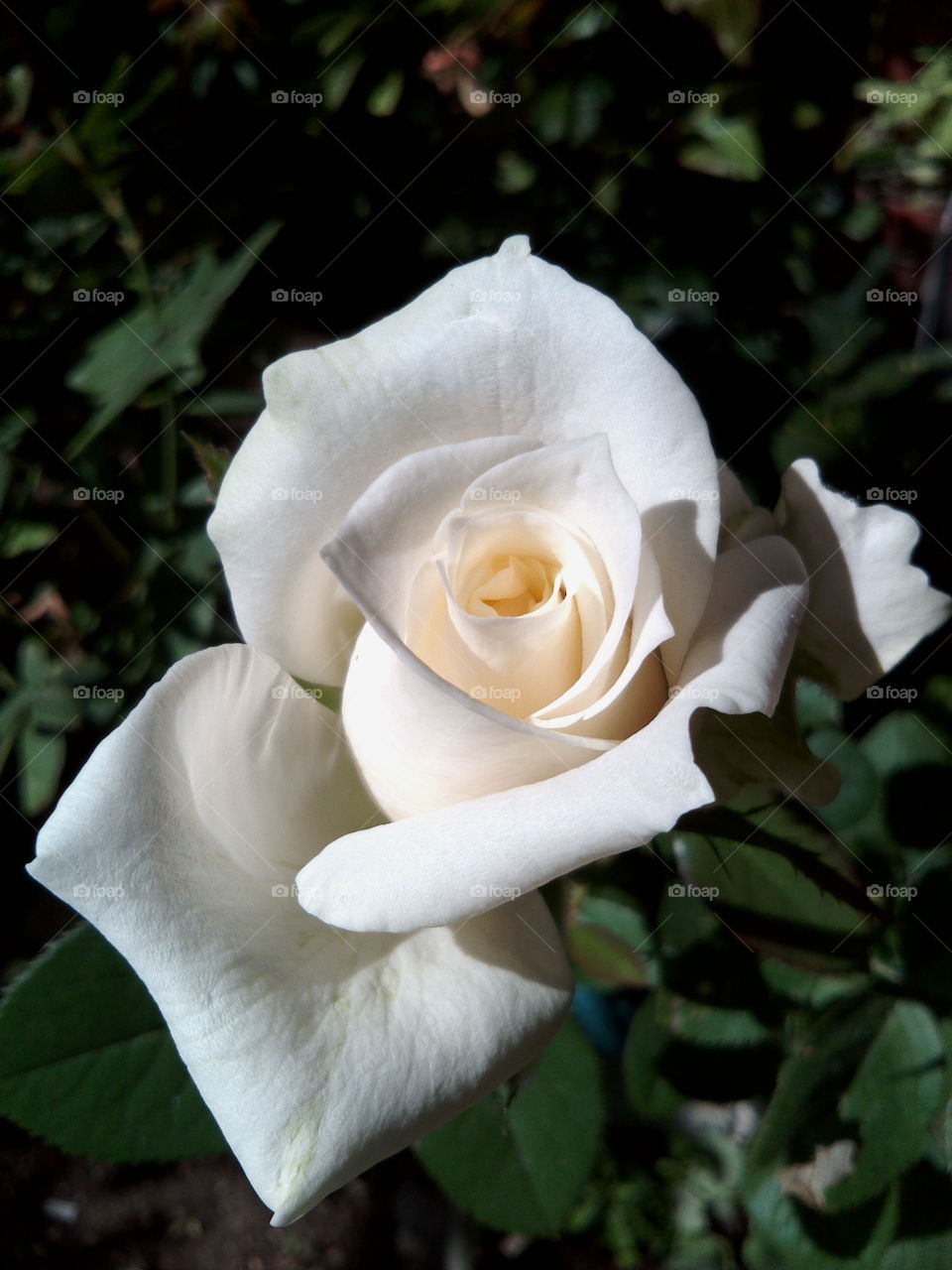 Delicate rose