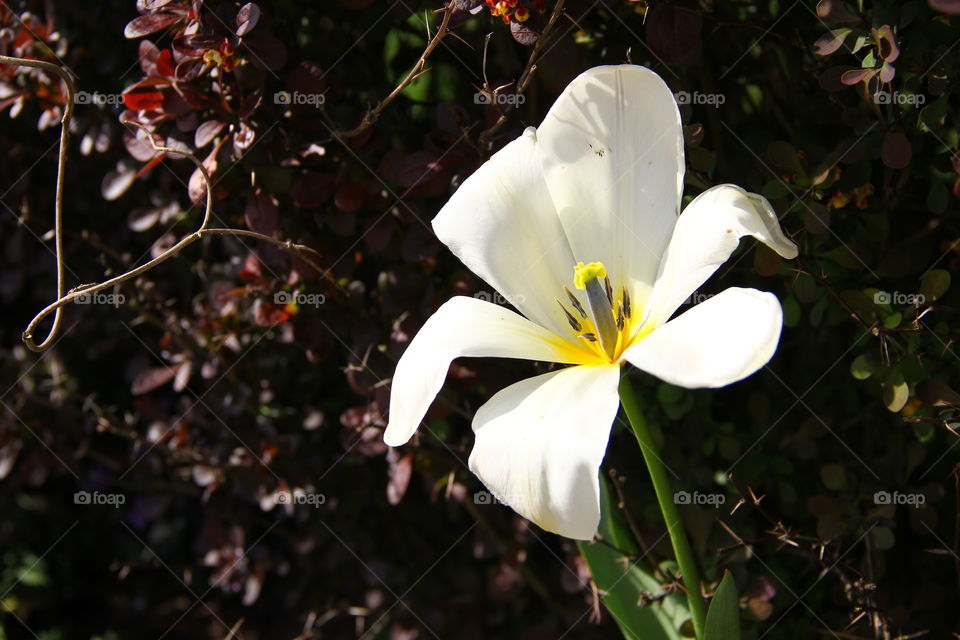 white tullip in the sun