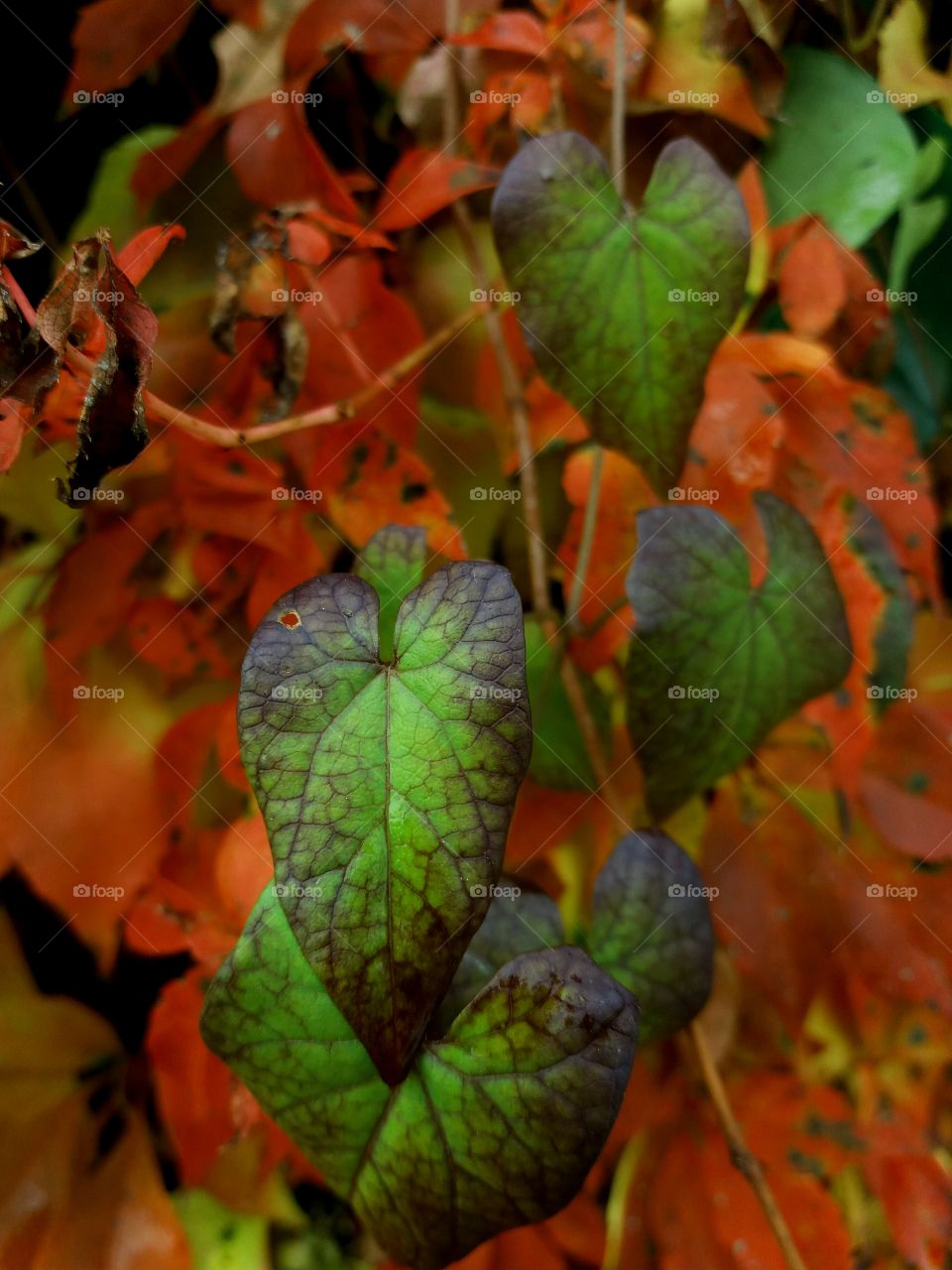 fall colourful leaves