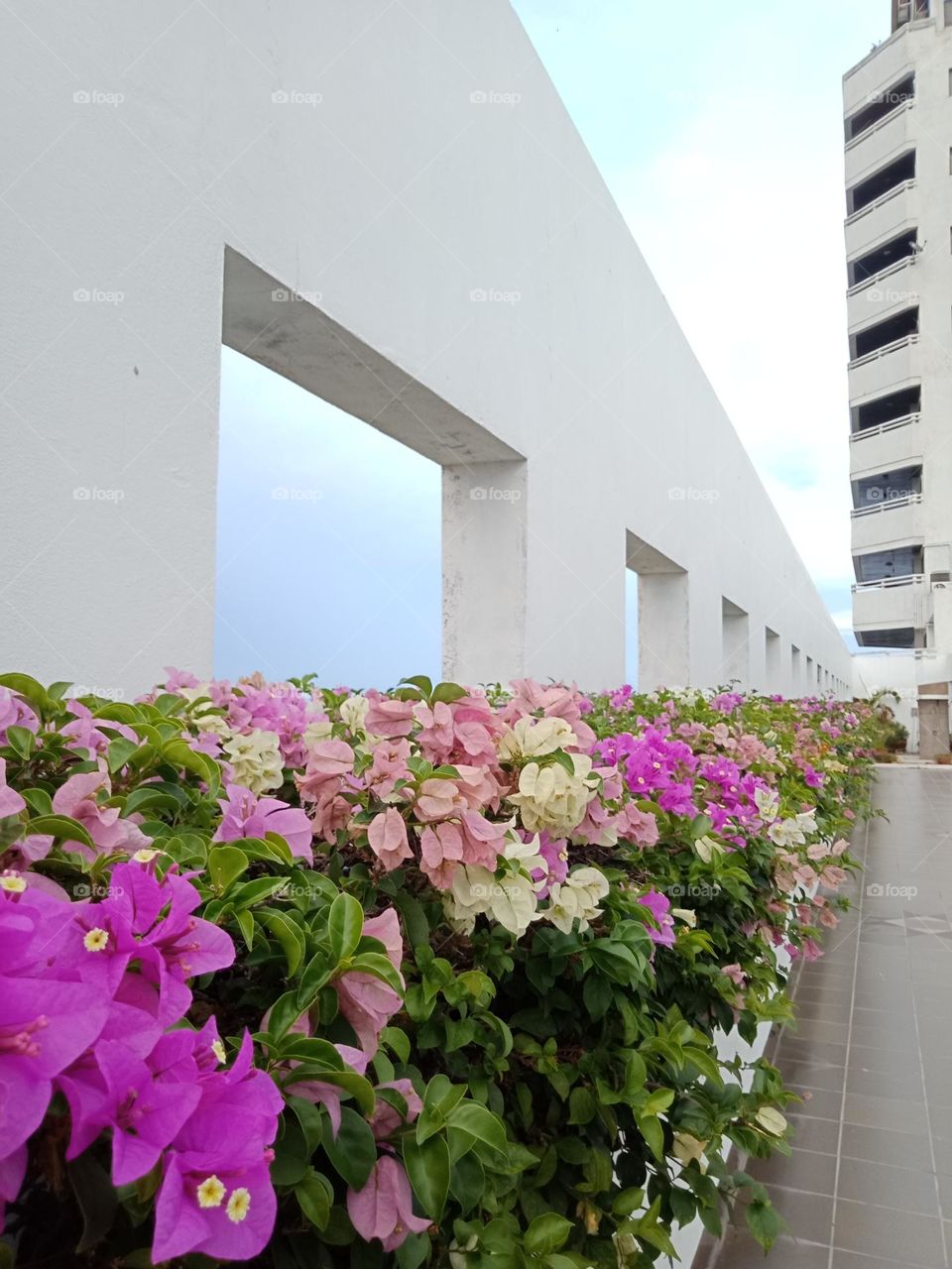 Flowers along the white wall