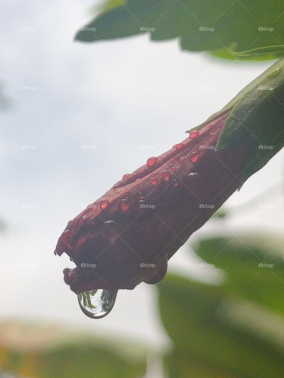 ചെമ്പരത്തി