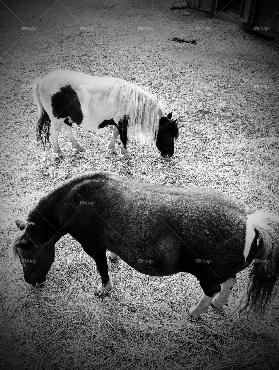 Black and White Miniature Horses