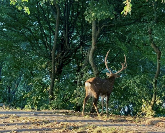 deer