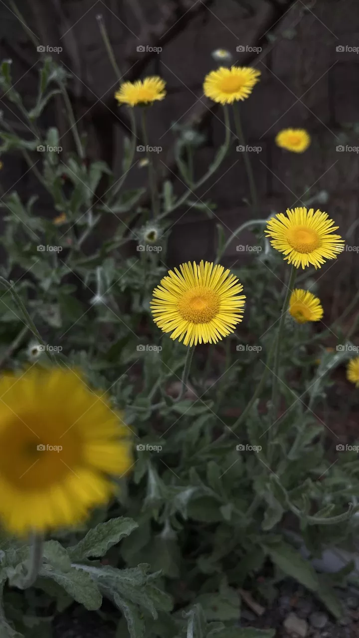 yellow roses