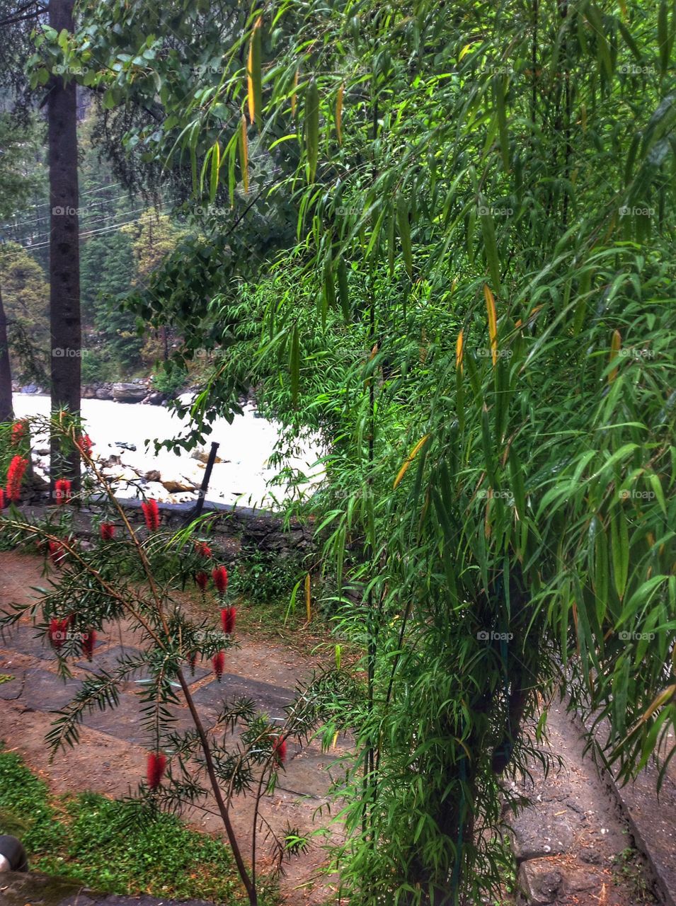 Flowers of Himachal. India.