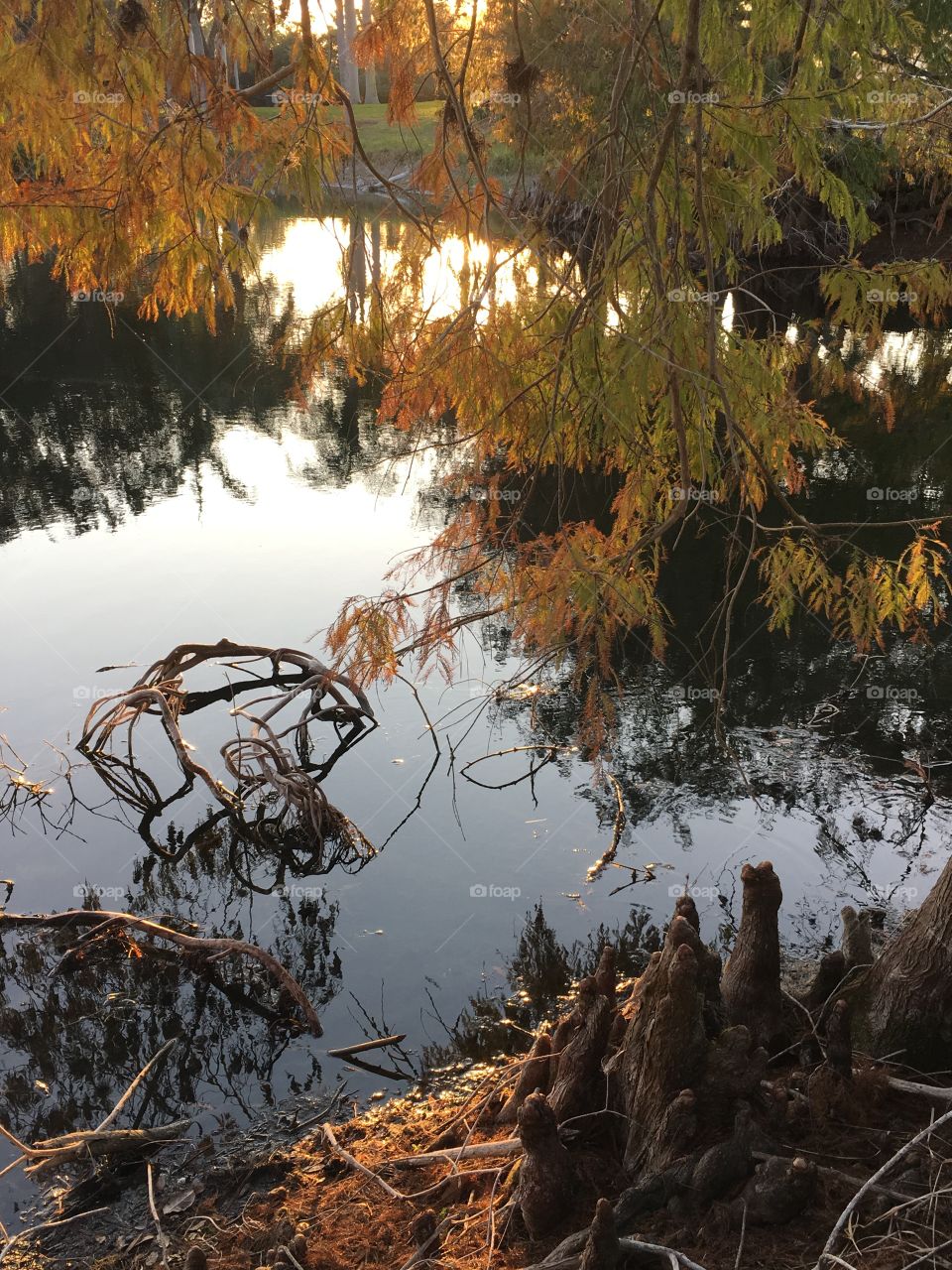 Trees reflecting in lake