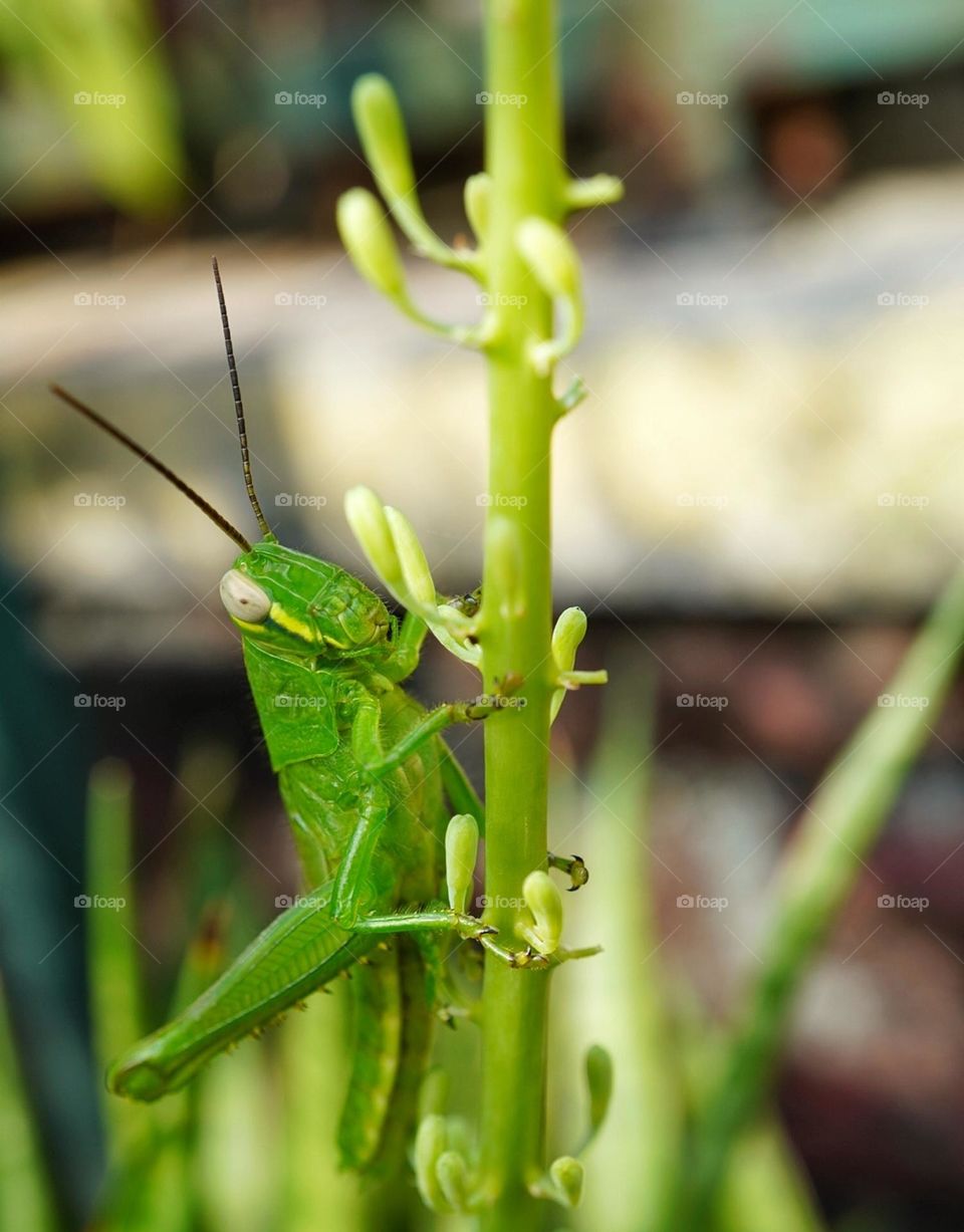 grasshopper perched on stalks of plants in the morning