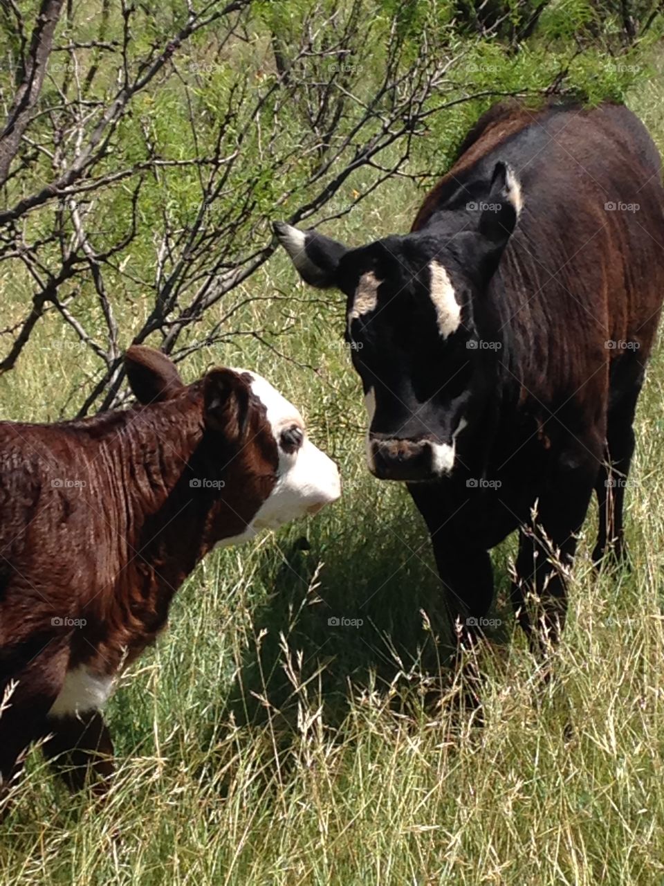 Cow love. Cow and calf