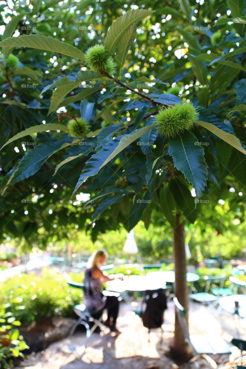 Woman sitting under a chestnut tree