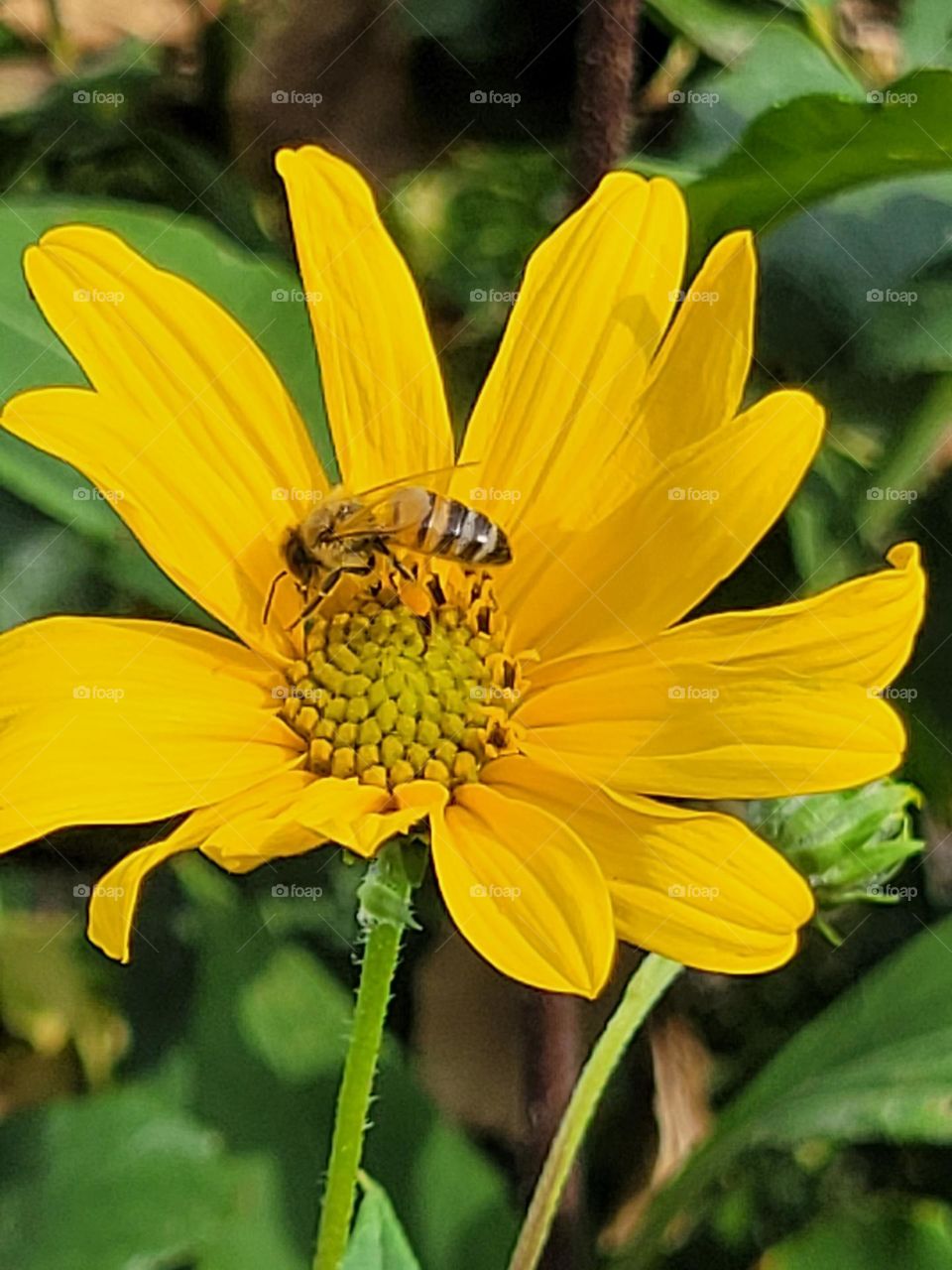 bee and flower