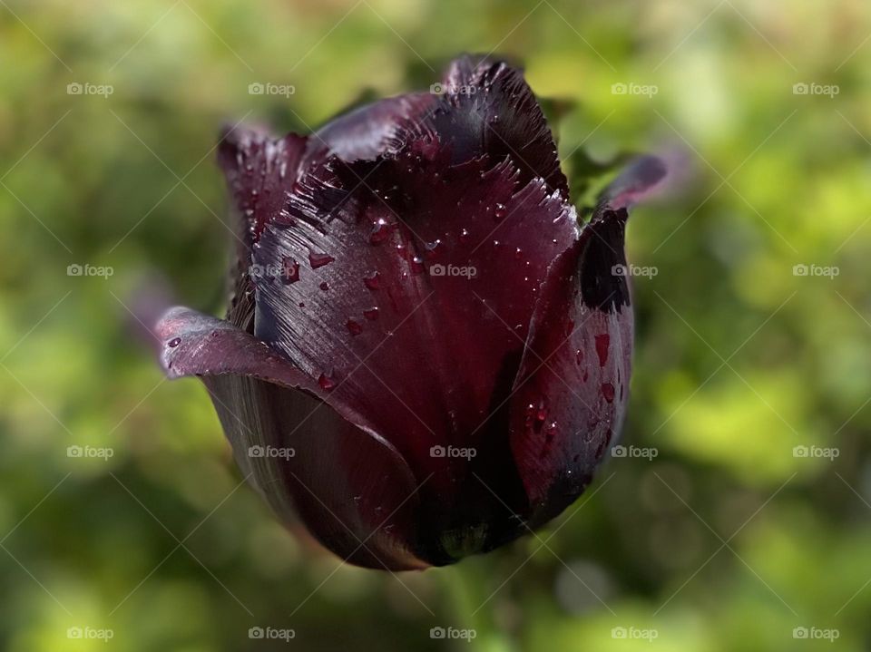 Black Tulips