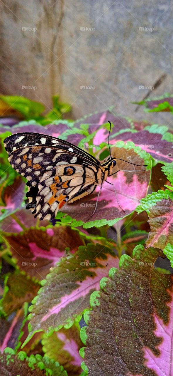 Papiliodemoleus also known as swallowtail butterfly, bright black, white and orange color with attractive pattern, set on colorful leaves. shoot at thu,13 april, 2023, 6:00 pm , ntpc office dadri uttar pradesh india.