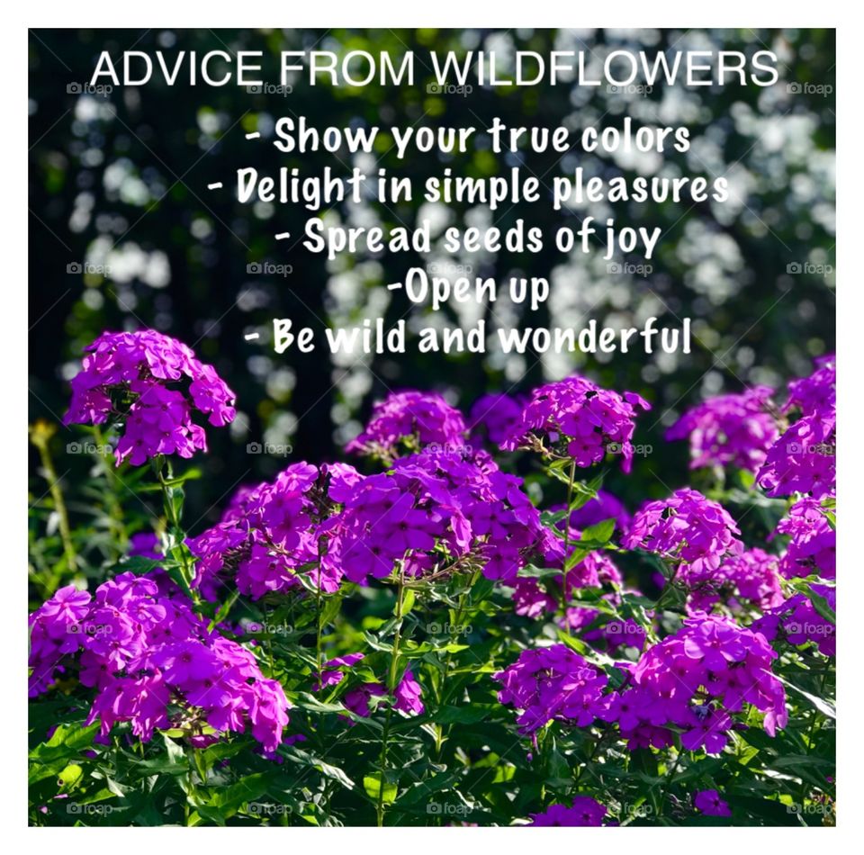 Advice from wildflowers 
