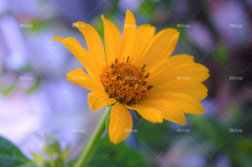 Close-up of sunflower