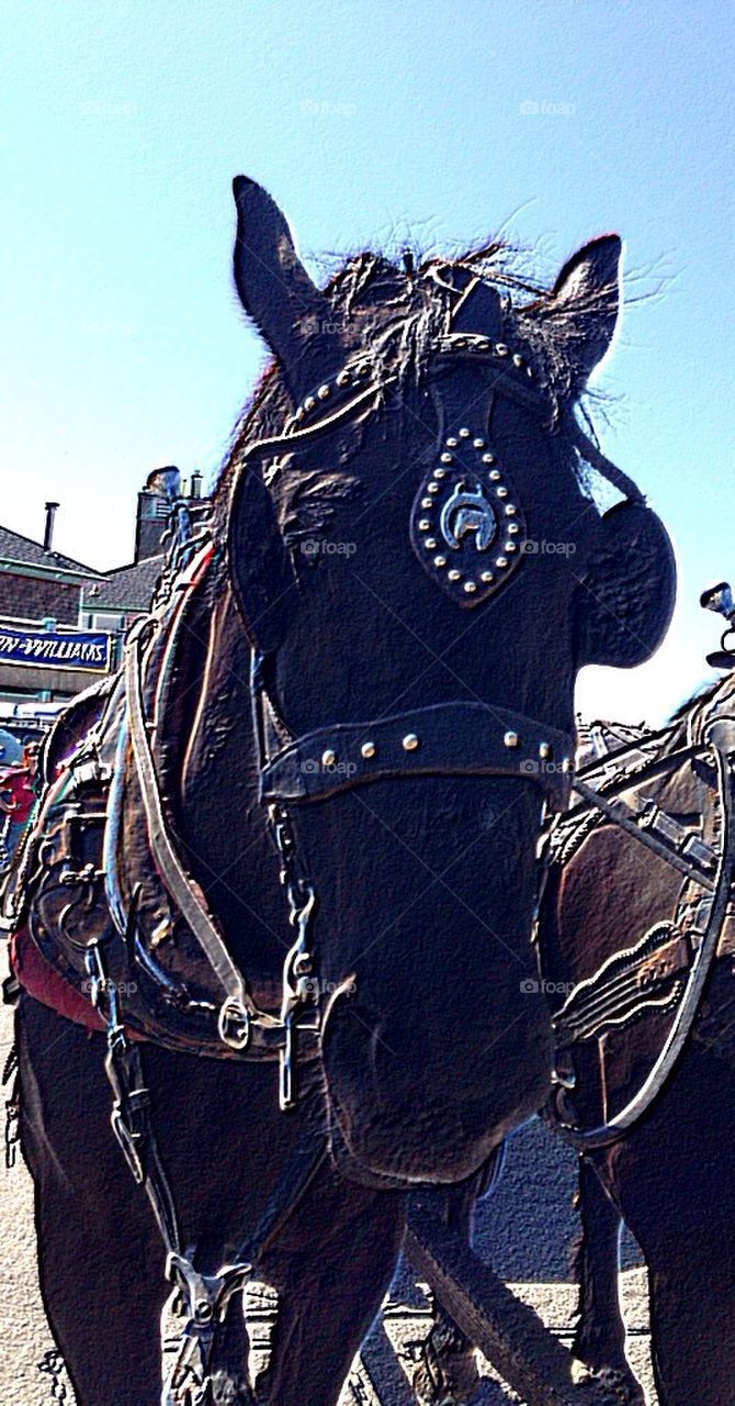 Horse ride at fair