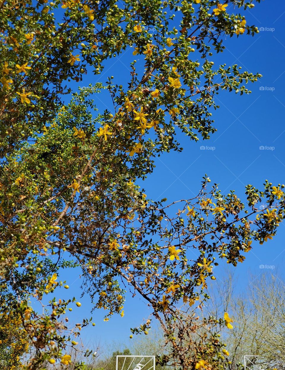Yellow Flowers on a Desert Tree