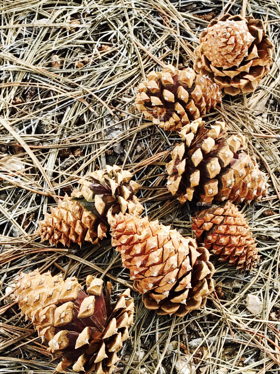 Seven Pine Cones