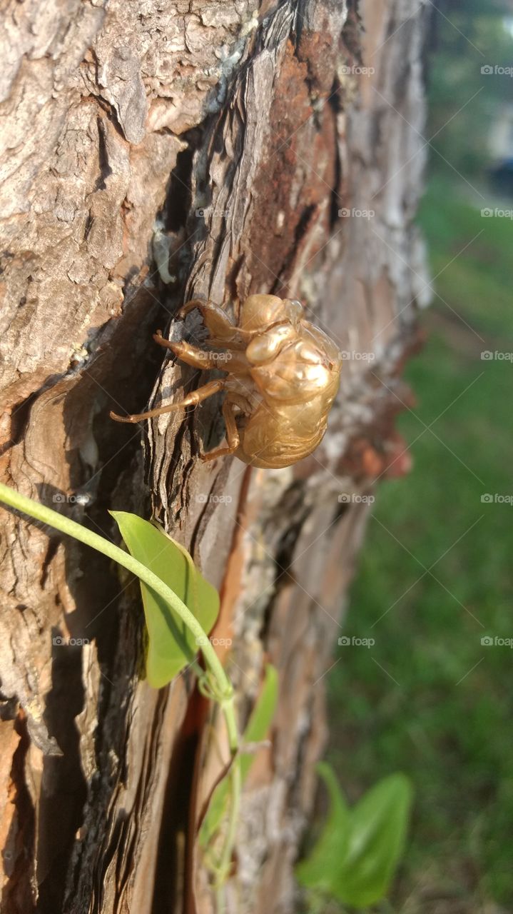 beautiful macro shots, cecadia bug shell