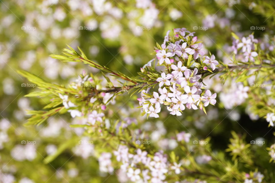 Spring Flowers