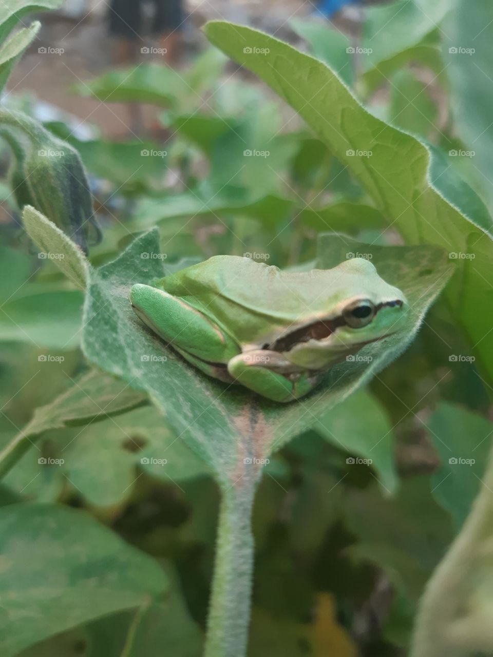 green frog