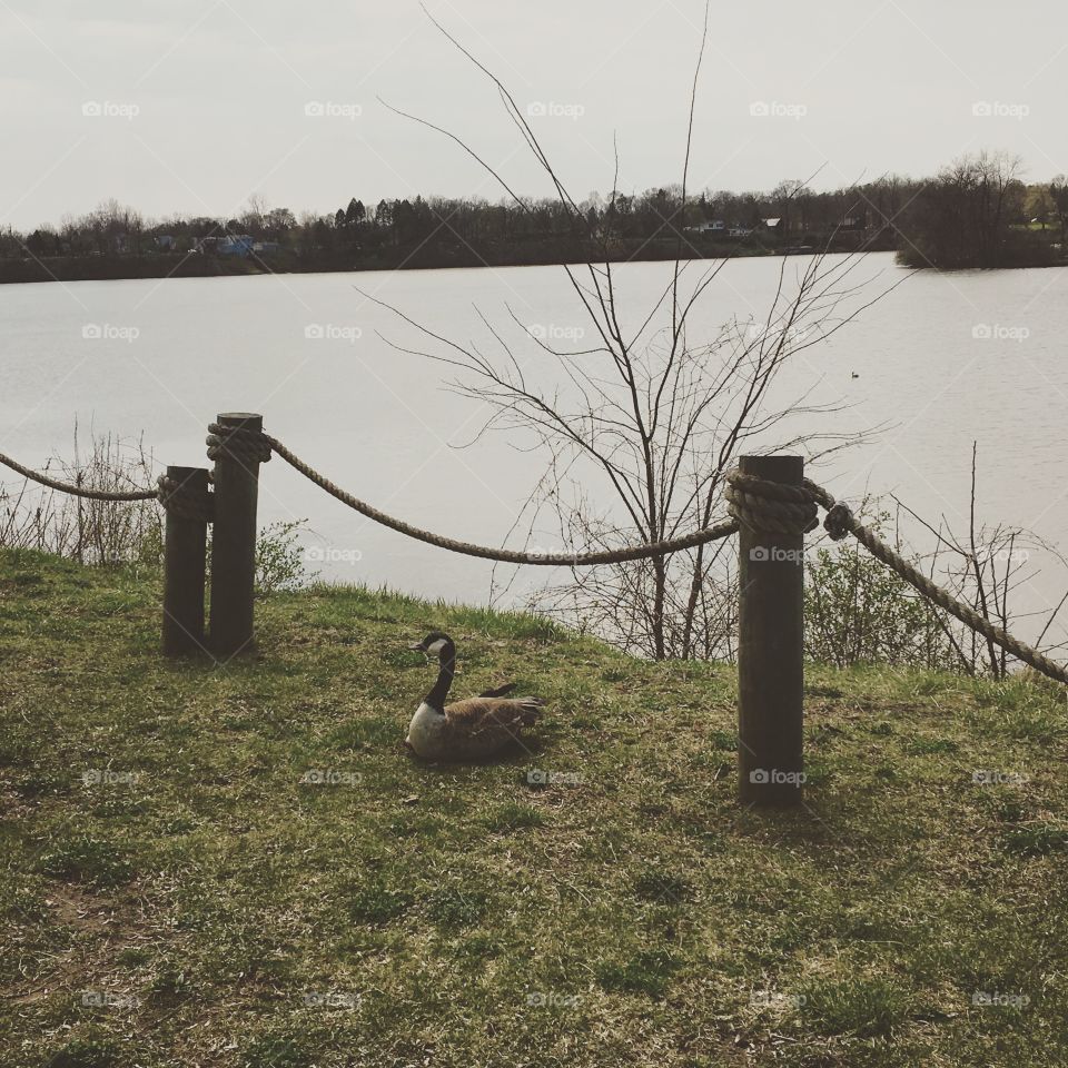 Goose by the lake