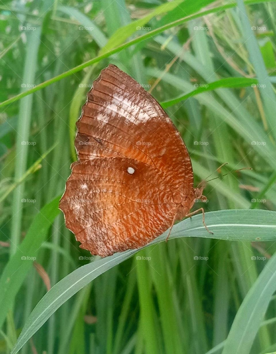 Butterfly perched on the grass...