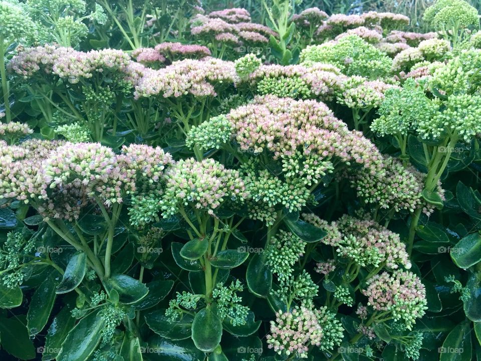 Sedum