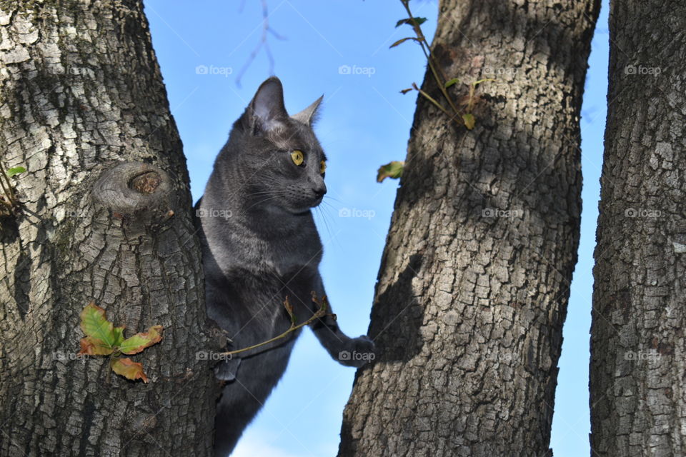 Cat is climbing on trees