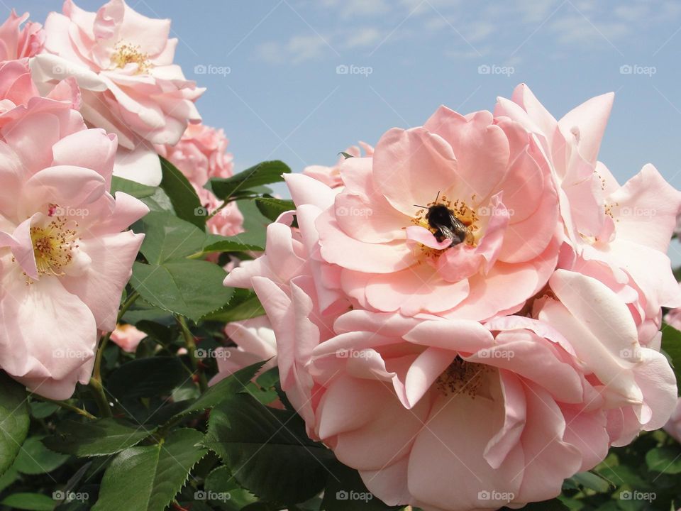 Inflorescences of a pink rose against a blue sky