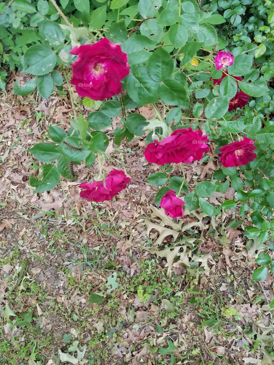 wild roses