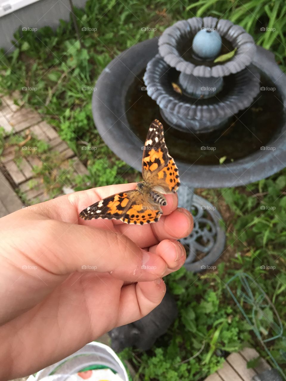 Butterfly release 
