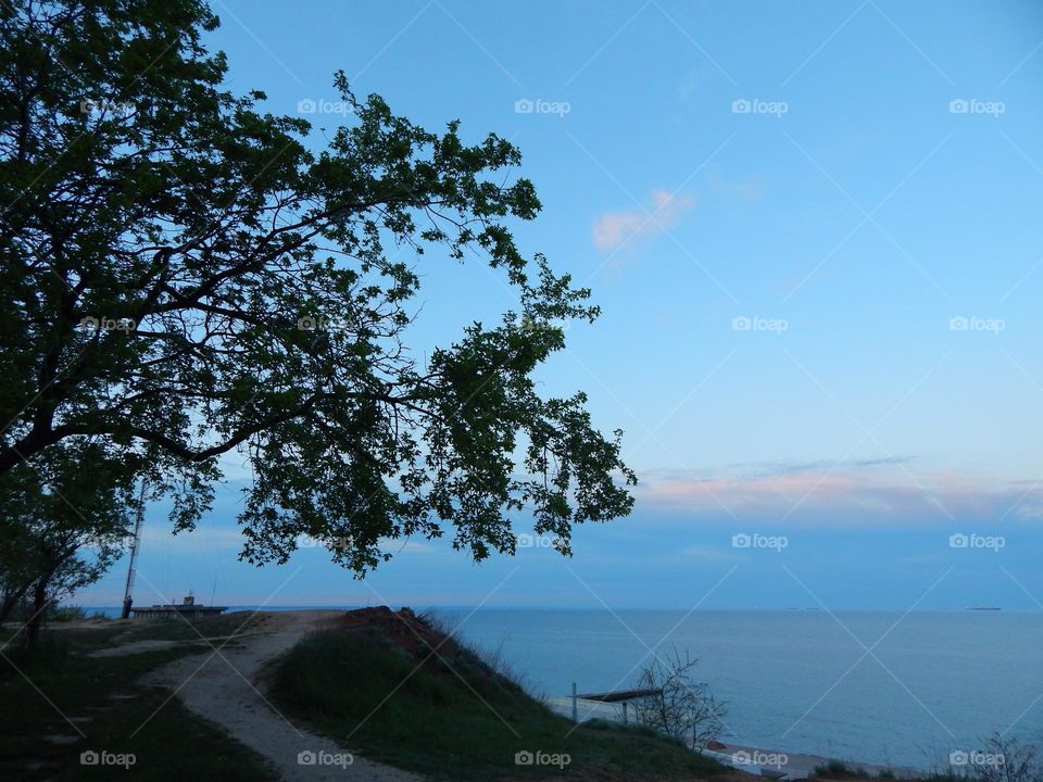 Blue sky sunset sea tree