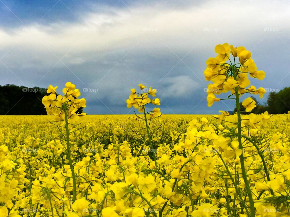 Field of flowers