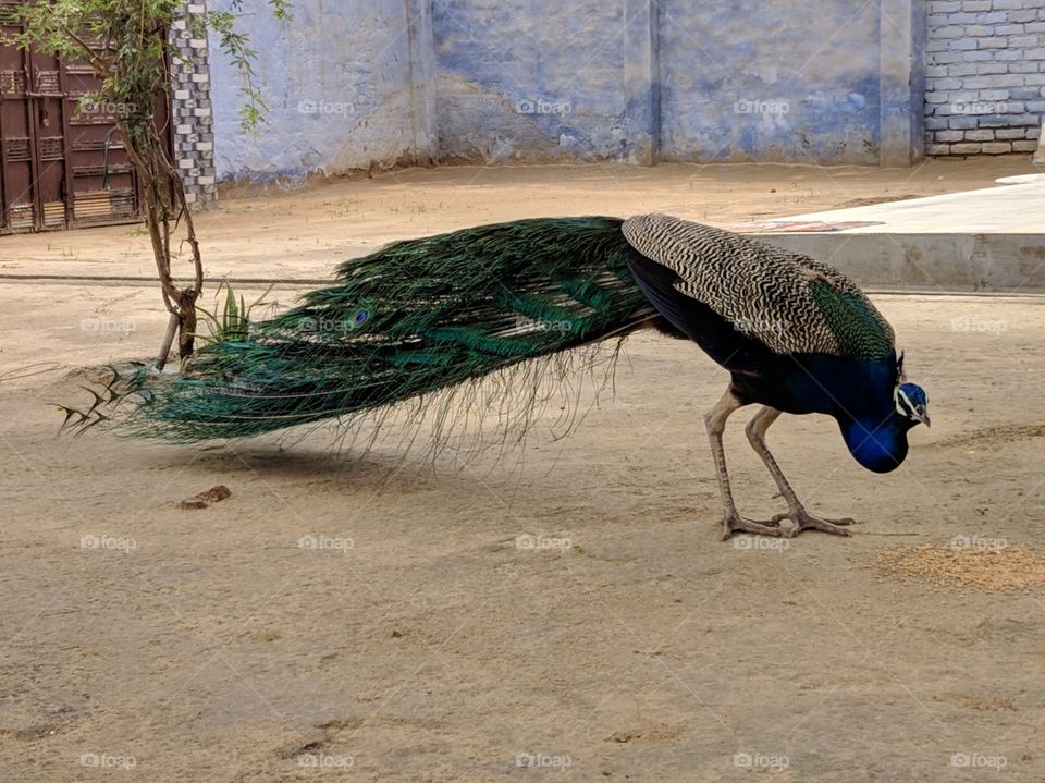 indian peacock having lunch..