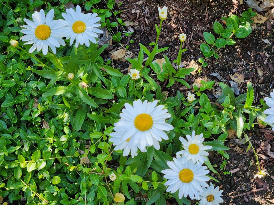 close up of white and yellow daisy flower blossoms and green leaves in an Oregon garden