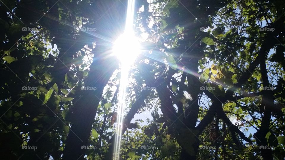 Sun peaking through trees