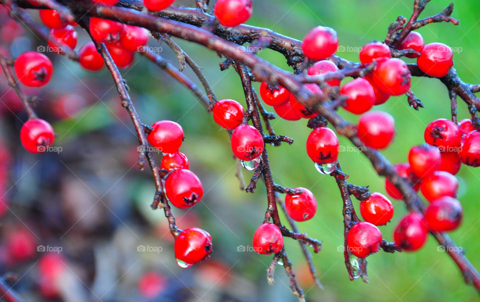 Raindrops on berry tree