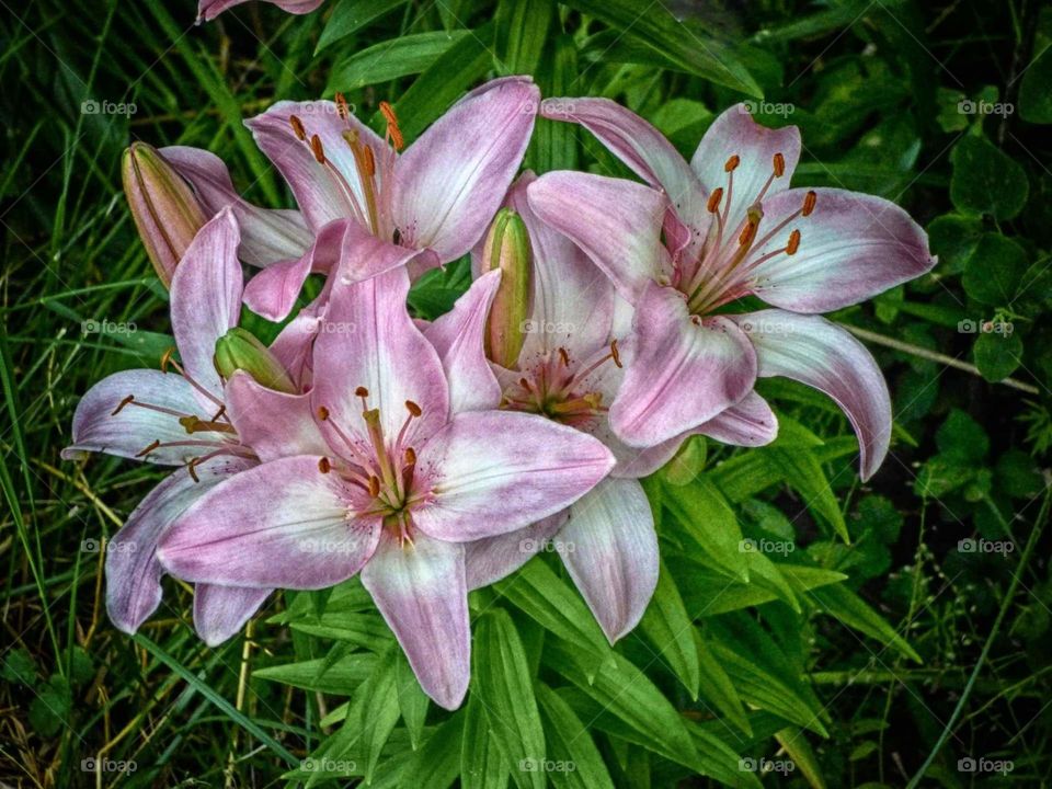 star gazer lilies