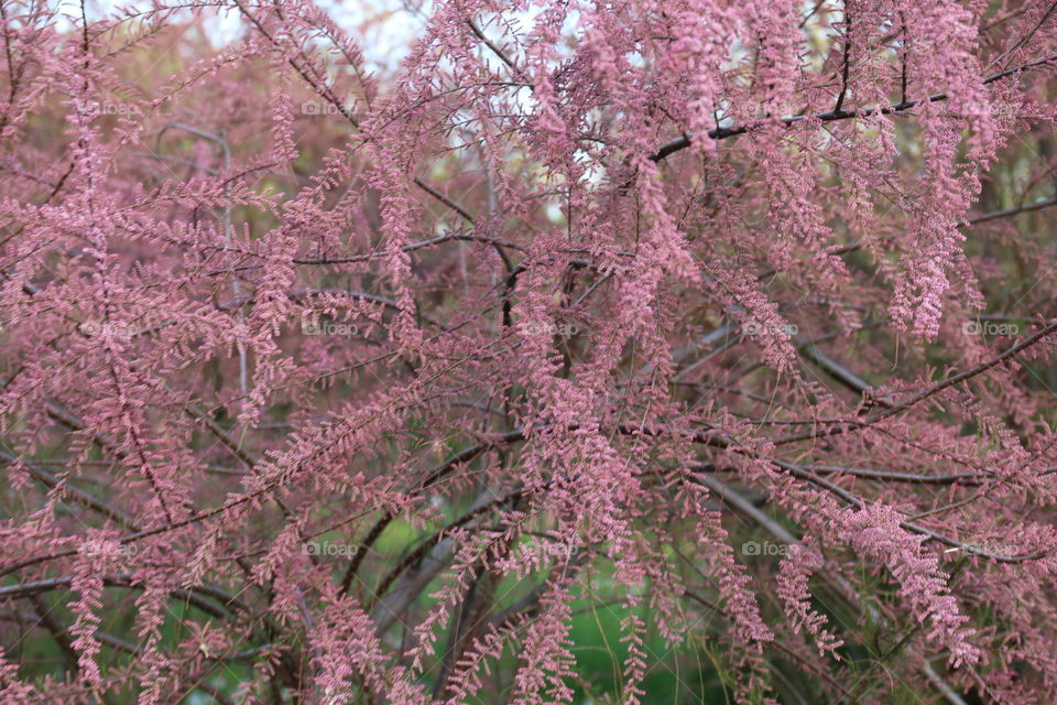 Pink flowers tree in the park
