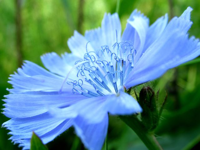 Ornamental chicory - a species of perennial herbaceous plants from the genus Chicory of the Astrov family.  Common chicory is very widespread as a weed plant.  It is easily recognizable by inflorescences-baskets, which consist only of reed blue flowe