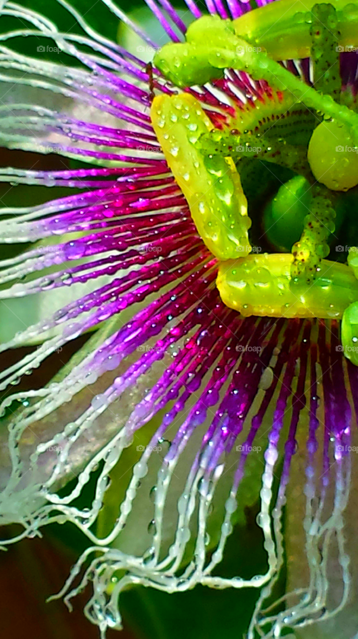 "Passion Of The Christ Flower"