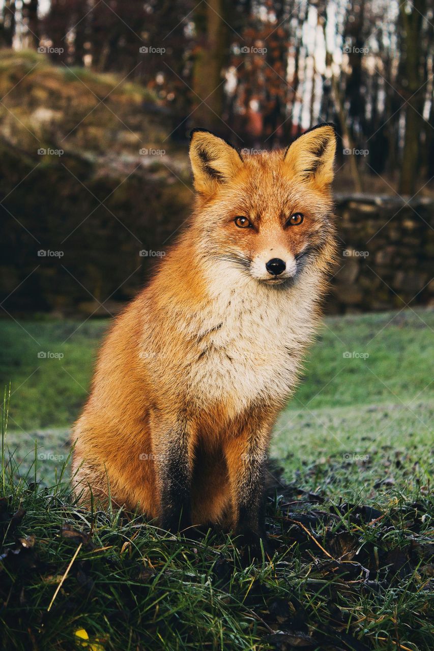 Nature Animals Fox